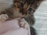 Grajewo ogłoszenia: Oddam 4 małe kotki - zdjęcie