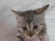 Grajewo ogłoszenia: Oddam 4 małe kotki - zdjęcie