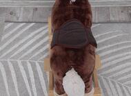 Grajewo ogłoszenia: Koń na biegunach w stanie bardzo dobrym. Idealnie nada się dla... - zdjęcie