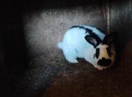 Grajewo ogłoszenia: Sprzedam dorosłe króliki samice duuuze 50 zł sztuka do noża lub... - zdjęcie