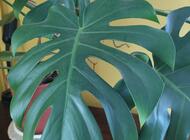 Grajewo ogłoszenia: Monstera deliciosa ? duża, zdrowa roślina doniczkowa
Na... - zdjęcie