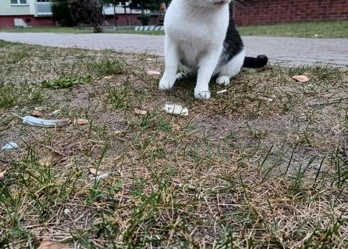 Grajewo ogłoszenia: W Grajewie w okolicy sklepu Arhelan przy ul. Koszarowej błąka...