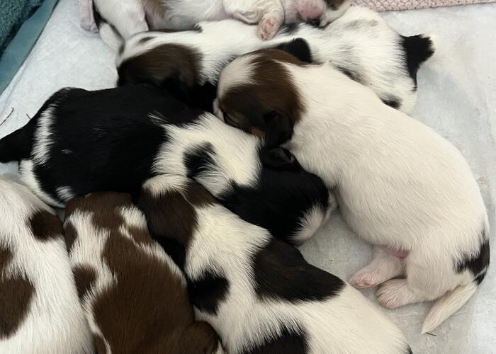 Grajewo ogłoszenia: Oddam szczeniaki po więcej informacji proszę dzwonić.