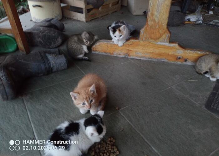 Grajewo ogłoszenia: Śliczne kotki szukają kochającego domu